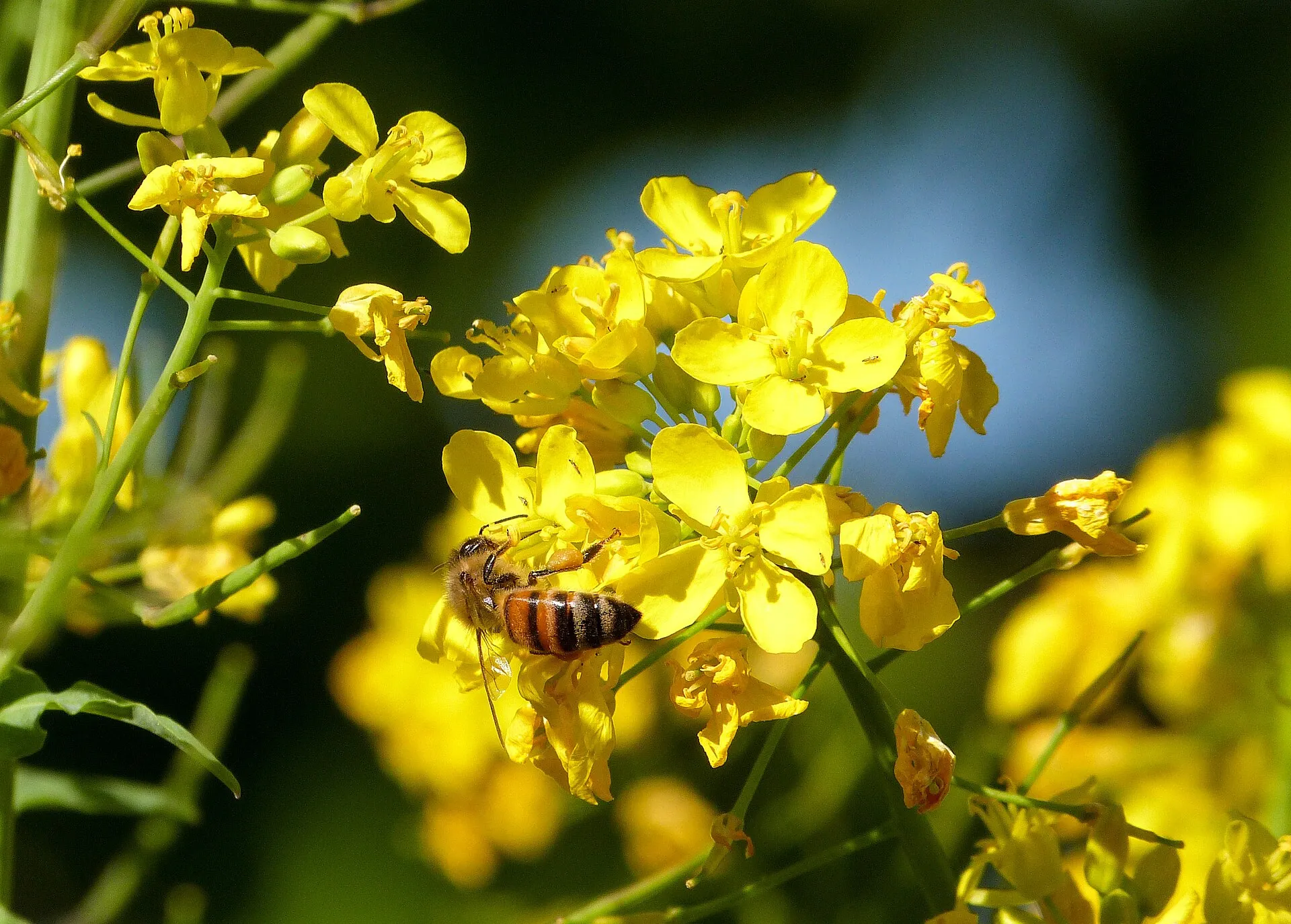 Une abeille butine des fleurs jaunes de navet dans un potager