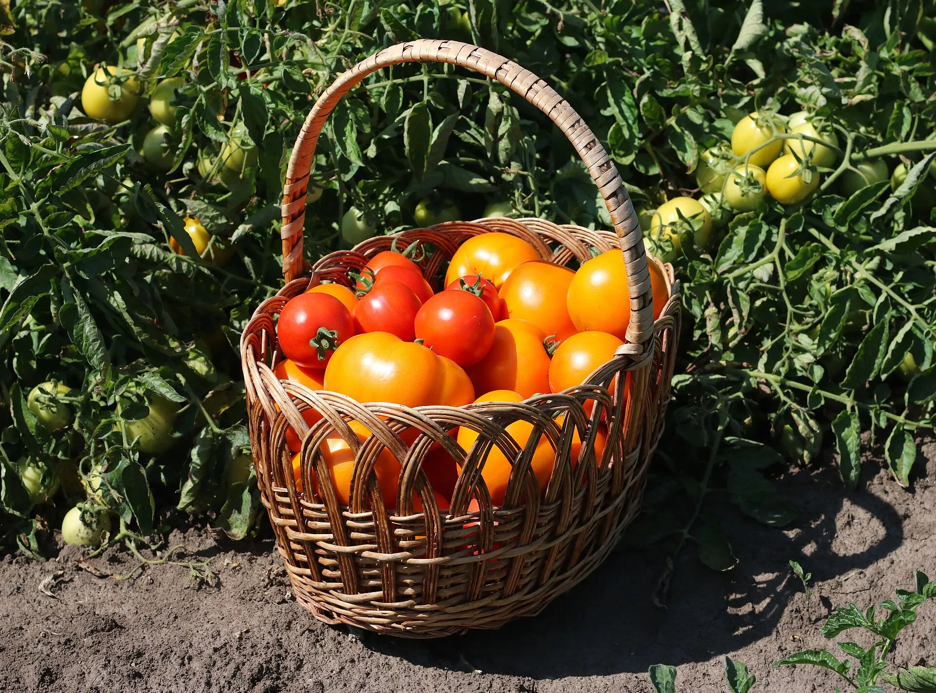 Panier en osier rempli de tomates rouges et jaunes, posé entre les plants