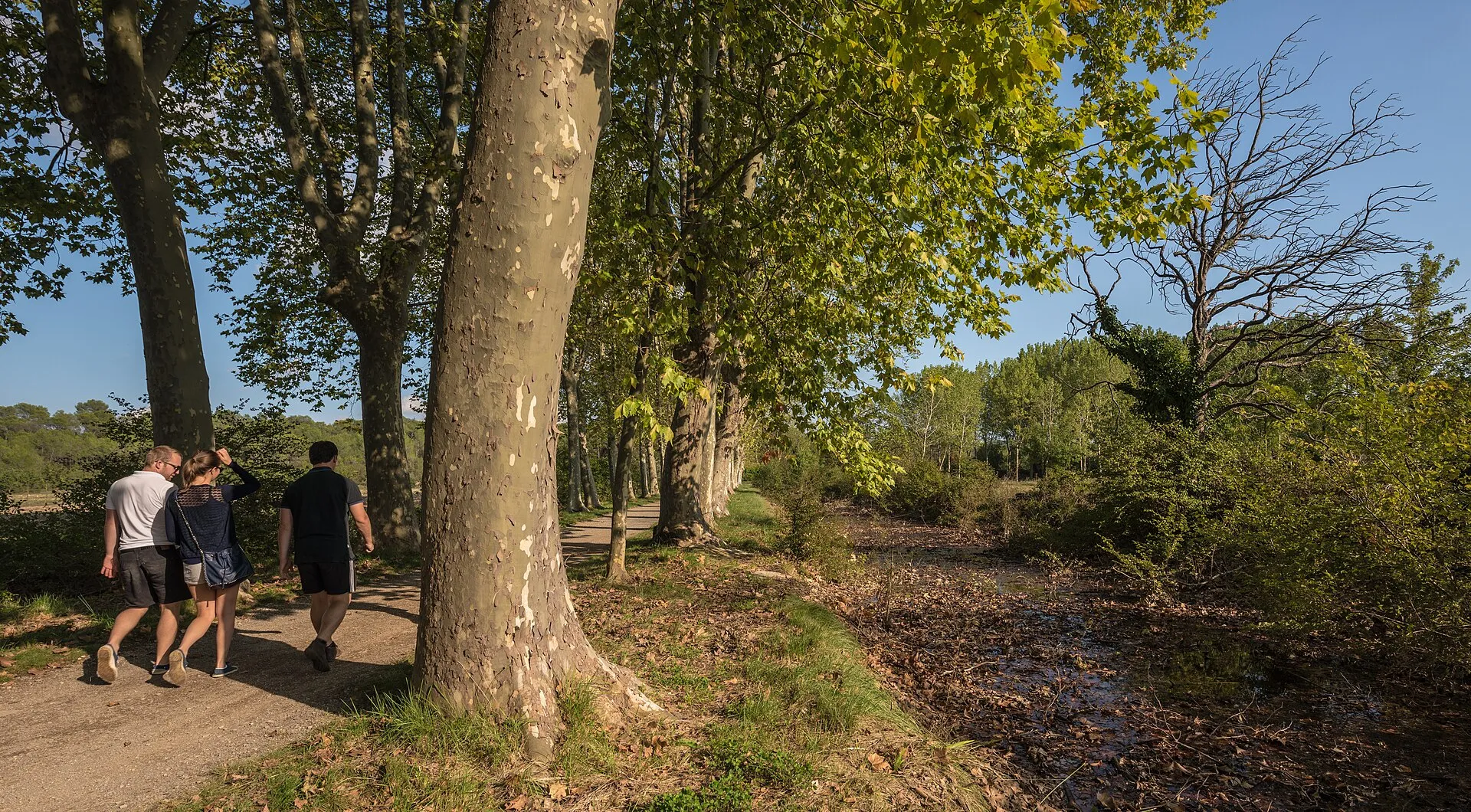 Promeneurs sur un chemin ombragé, bordé de grands platanes